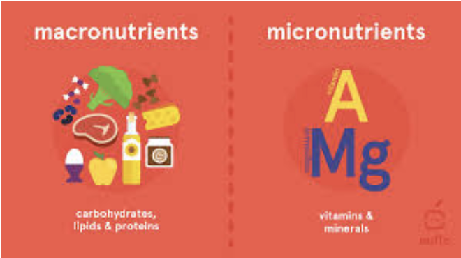 The Importance of Nutrition